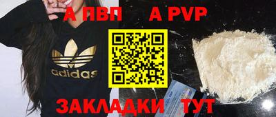 гашик Кингисепп